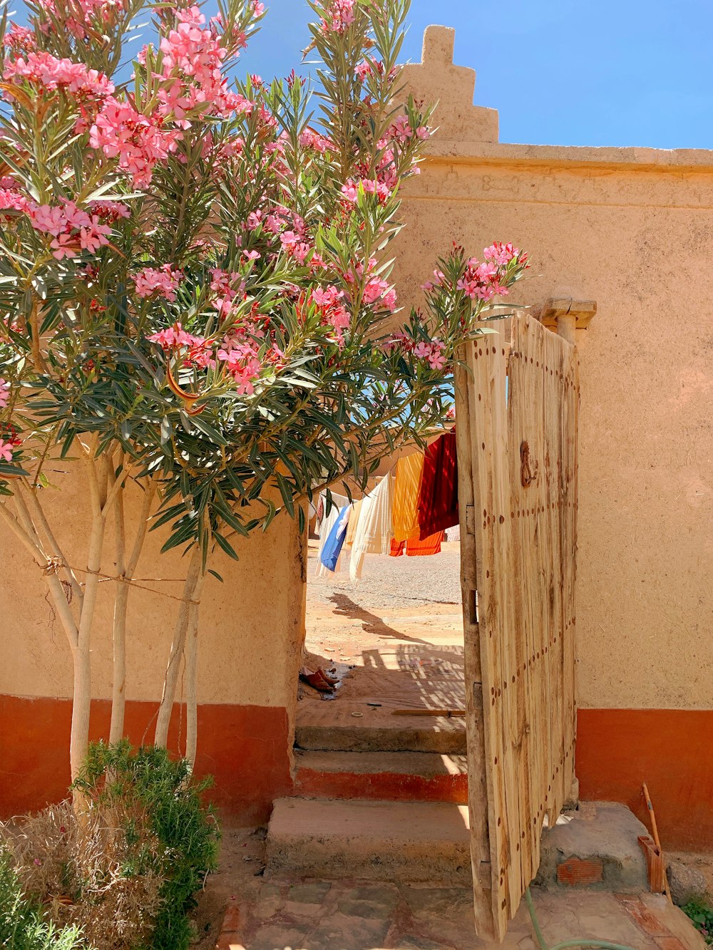 pink leaf tree beside brown door