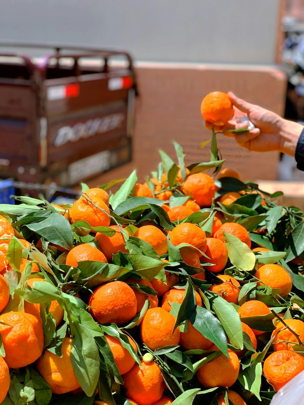 orange fruits