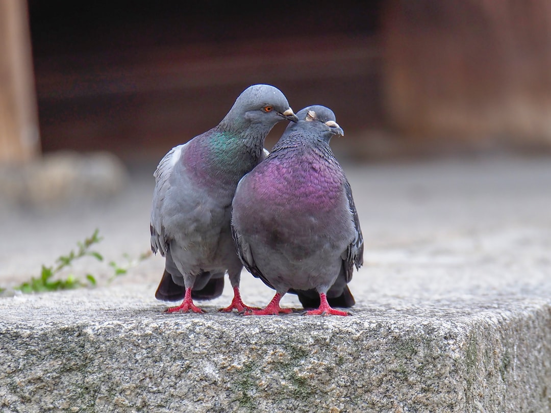 two rock pigeons on gray surface pigeon