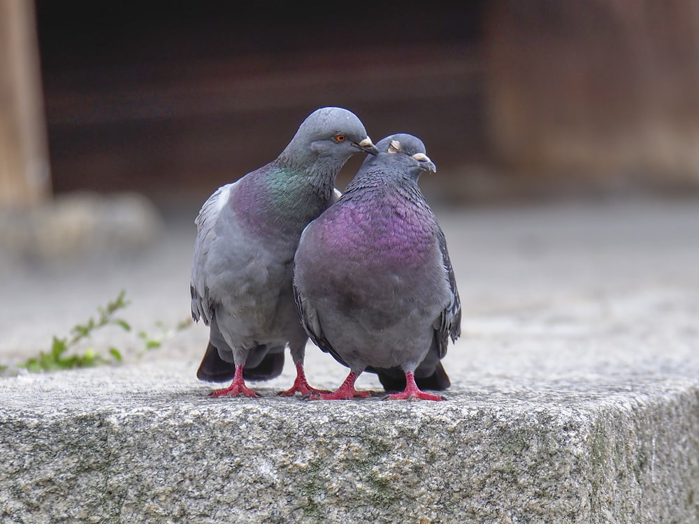 deux pigeons biset sur une surface grise