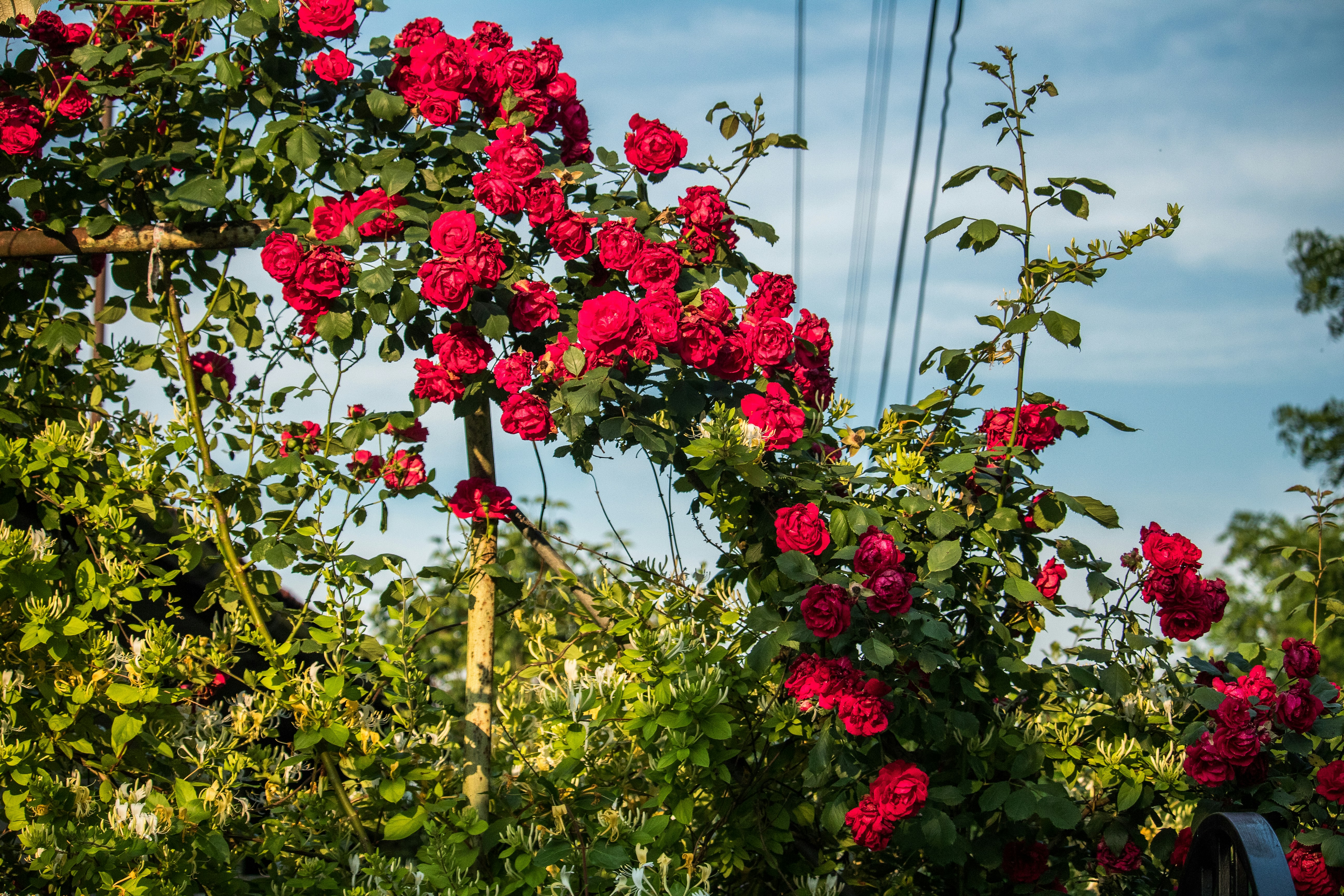 Photo by hashtagliviu