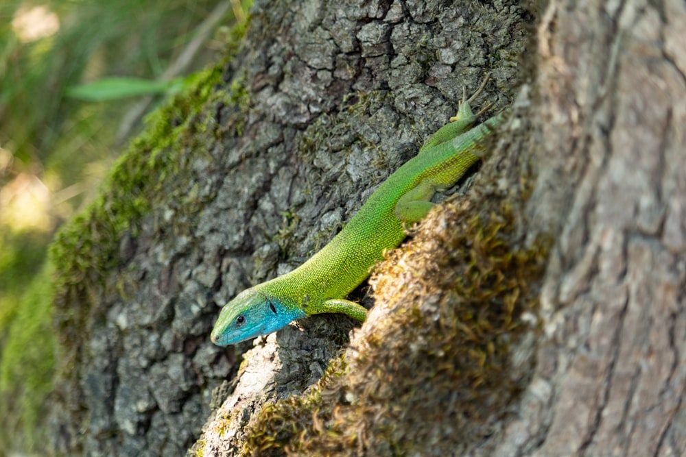 Grüne Eidechse auf Baum