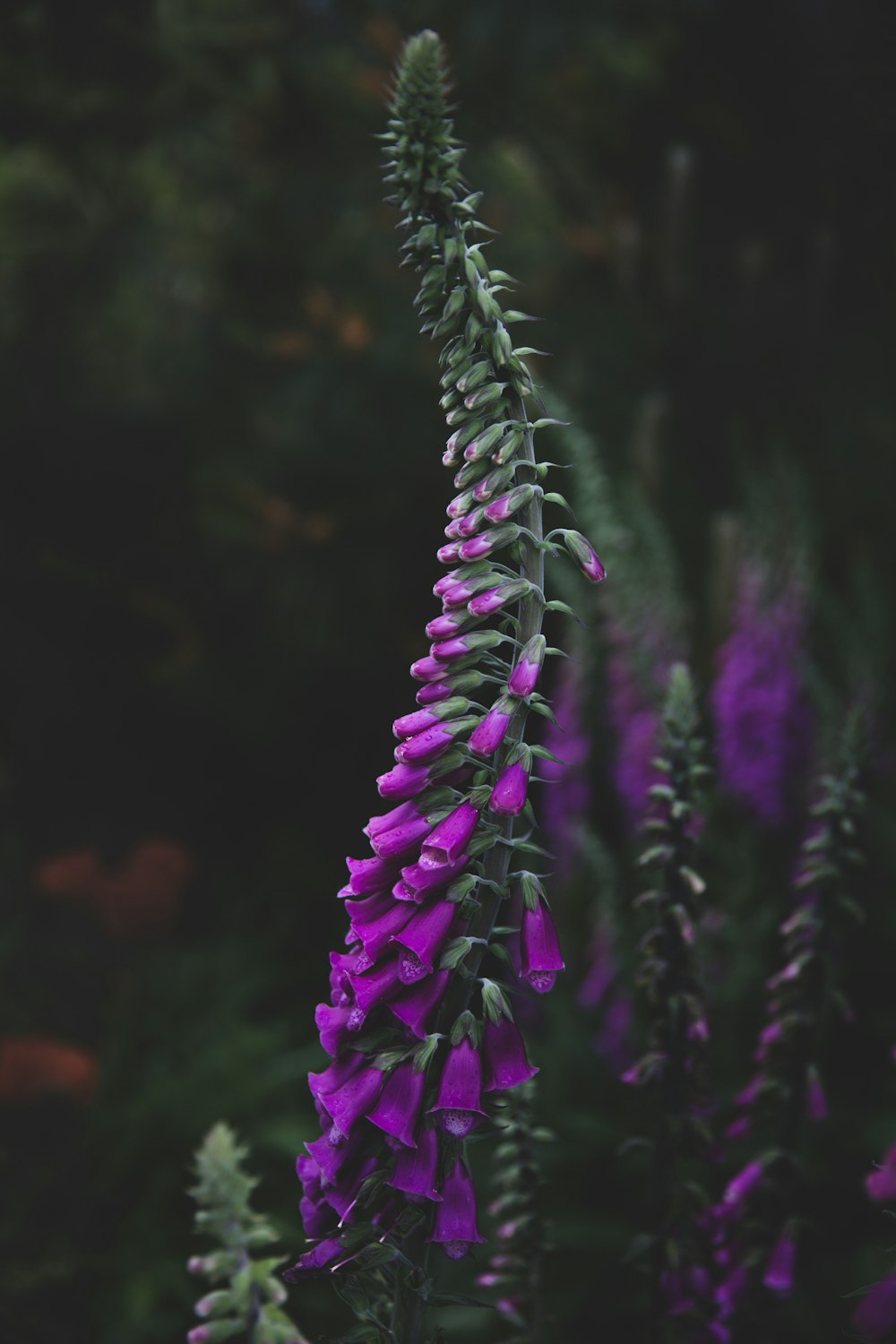 Fotografia de foco raso de planta de folhas verdes com flores roxas