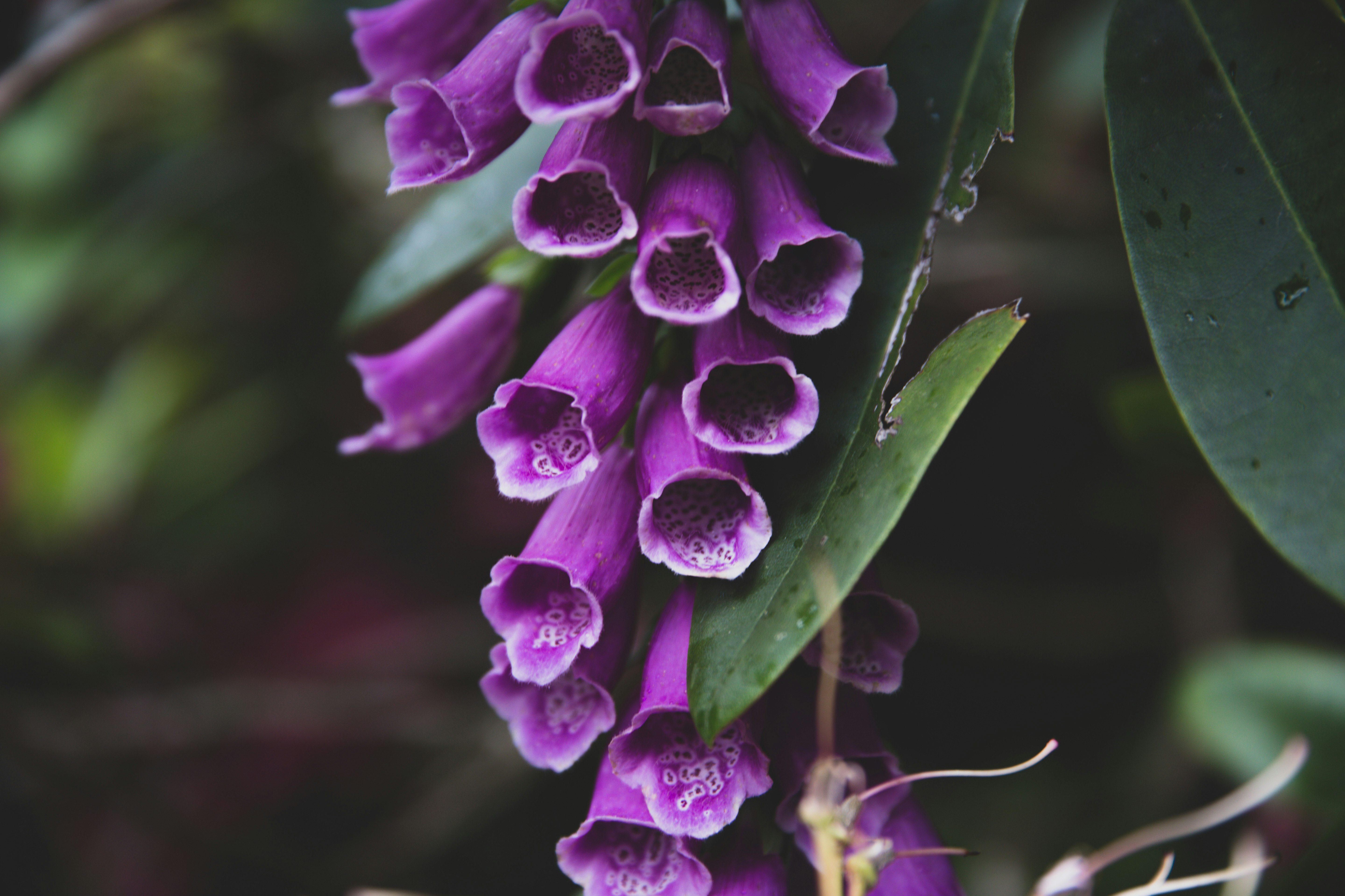 purple flower close-up photo