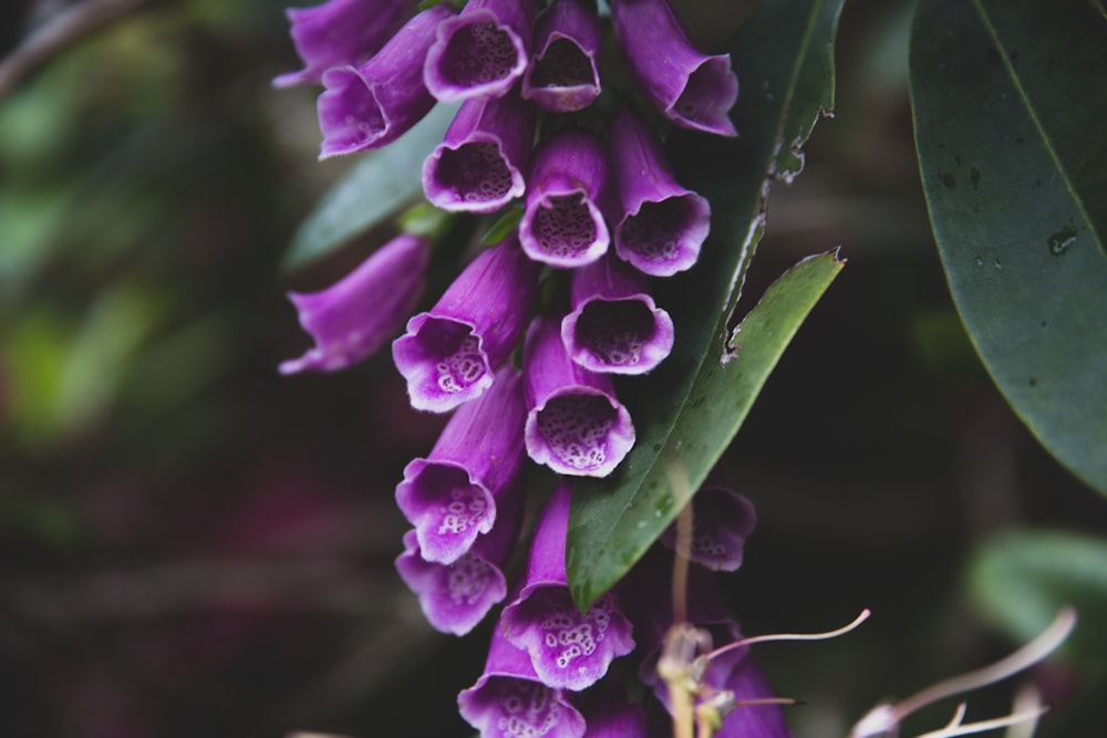 purple flower close-up photo