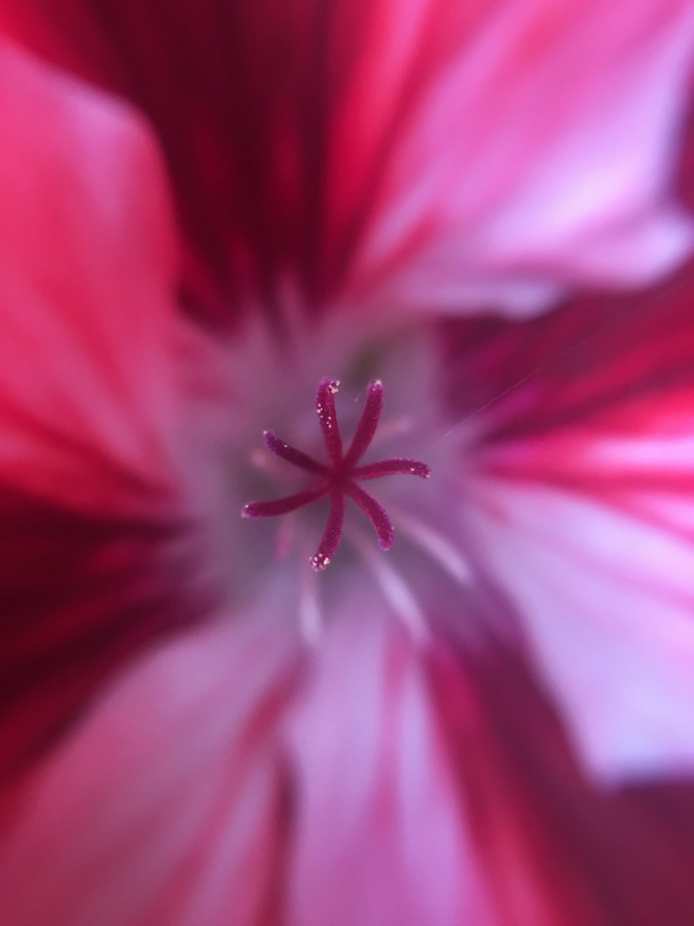 pink-petaled flower