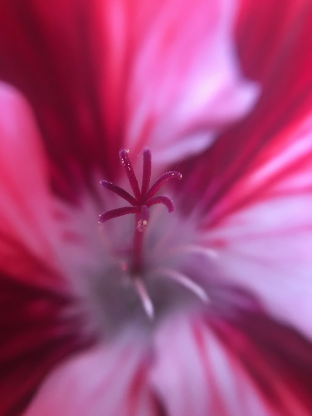 pink flower close-up photo