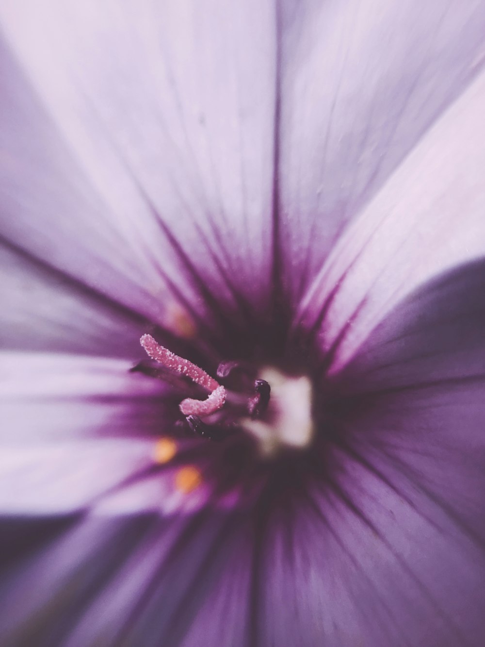 white and violet colored flower