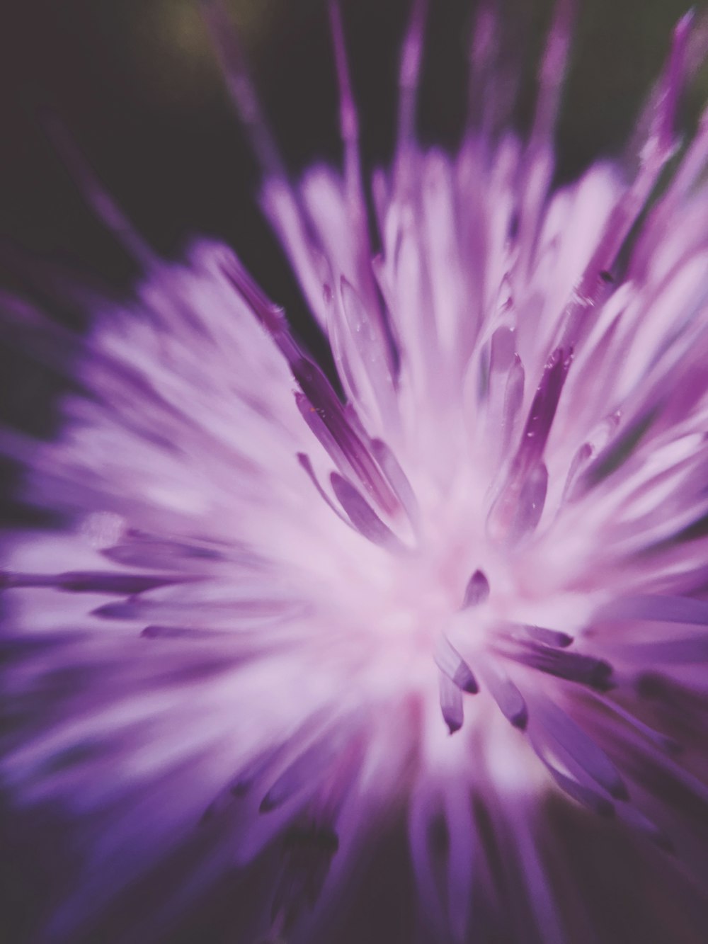 purple flower close-up photo