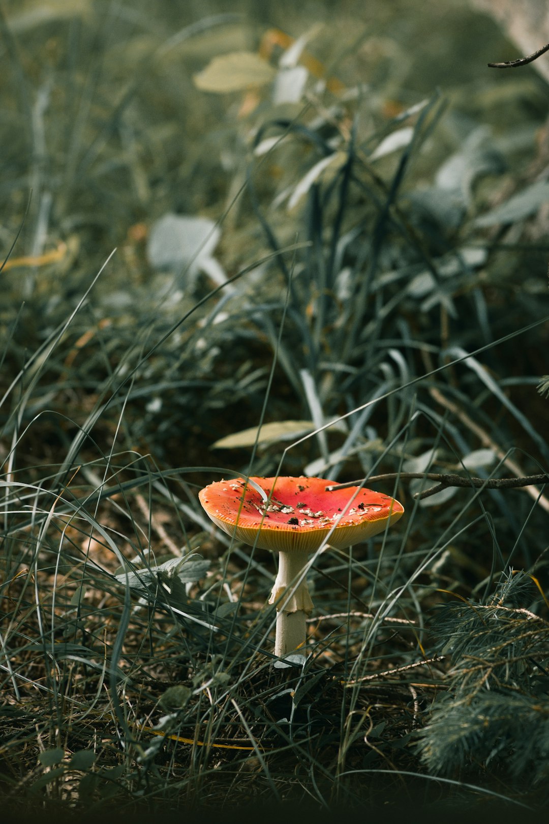 orange mushroom in grasses