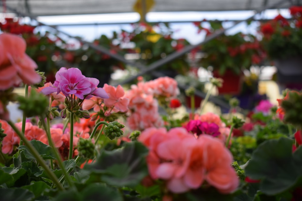 pink petaled flower