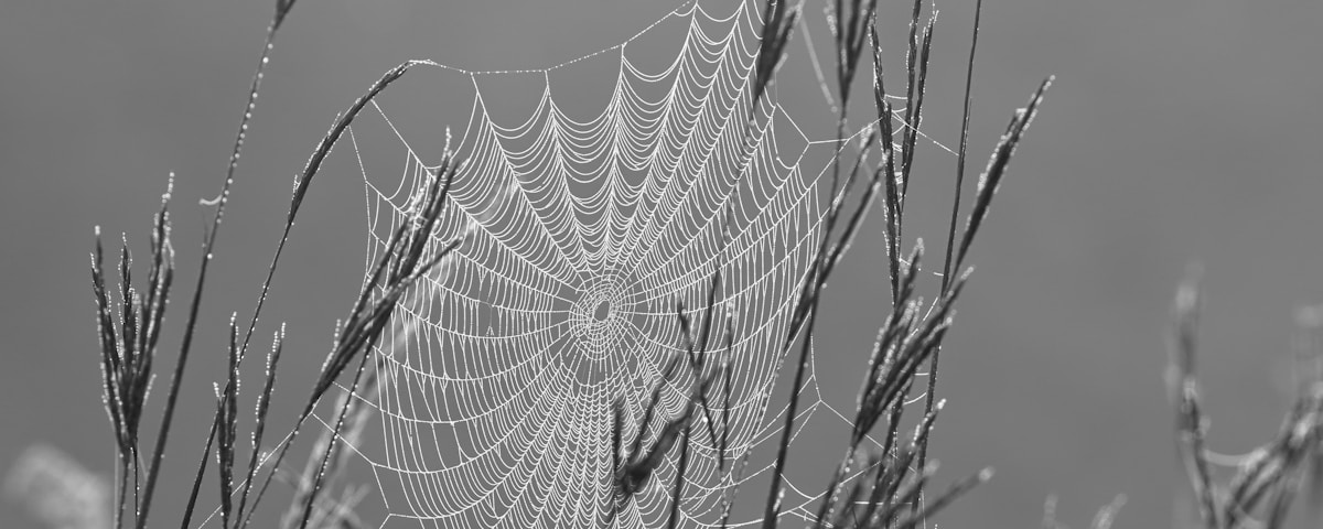 spider web on plant