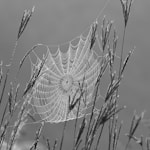 spider web on plant