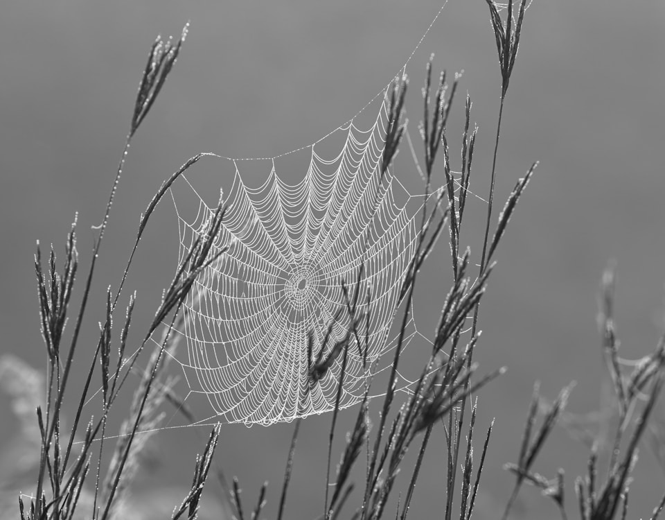 spider web on plant