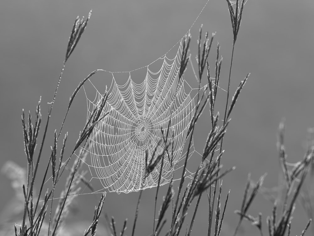 Spinnennetz auf Pflanze