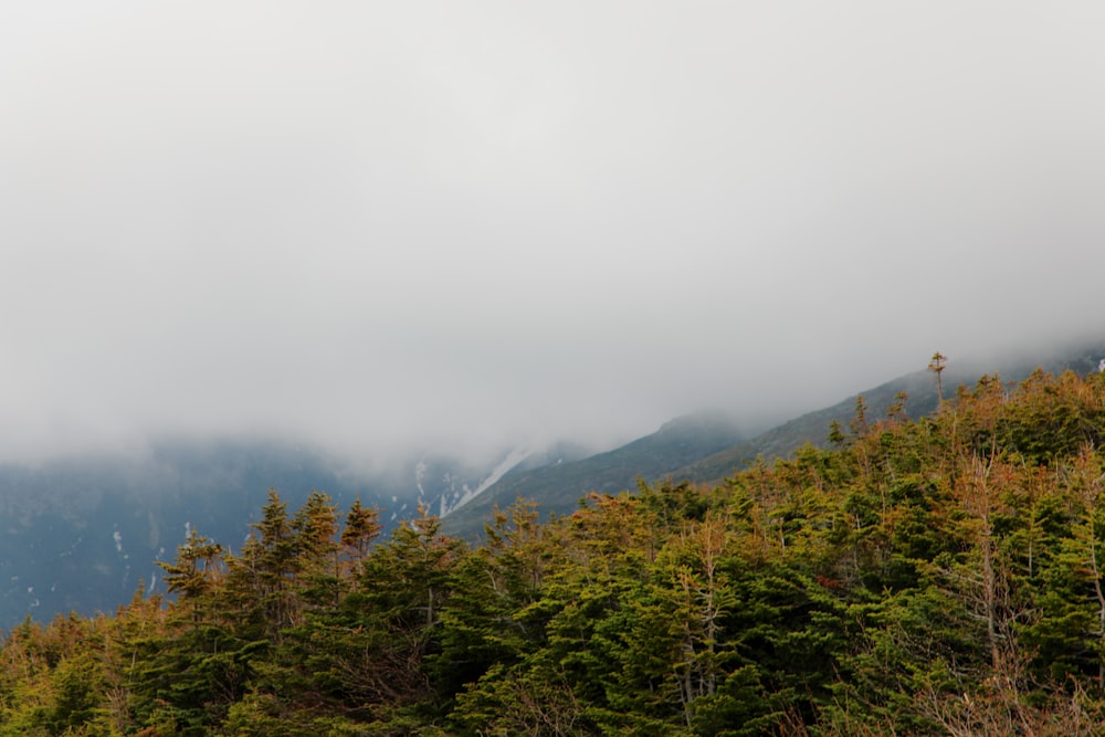 fogs forming at the mountain