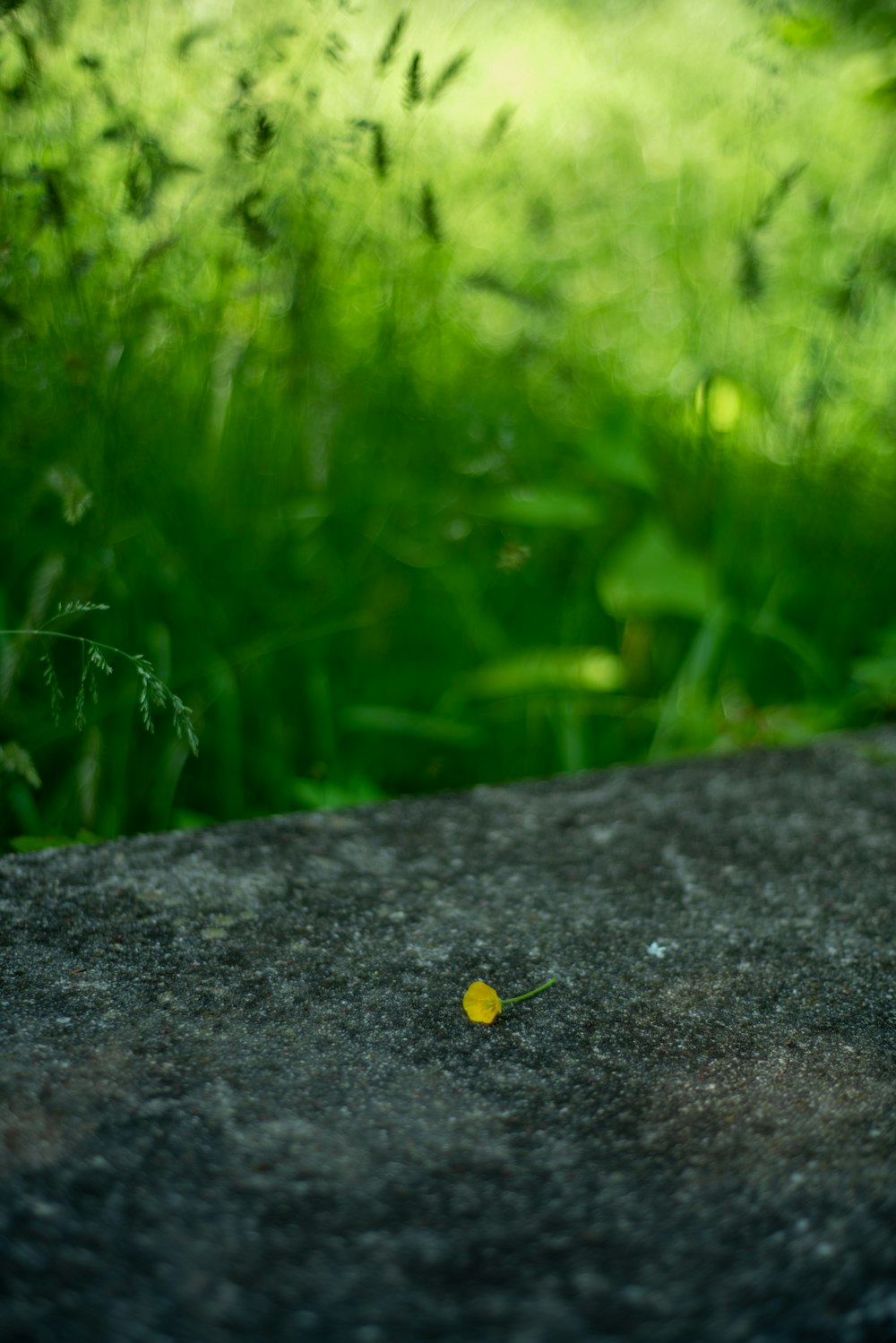a small yellow flower sitting on top of a cement slab