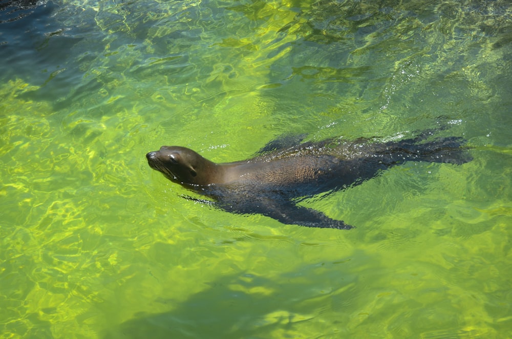 black sea lion on body of water