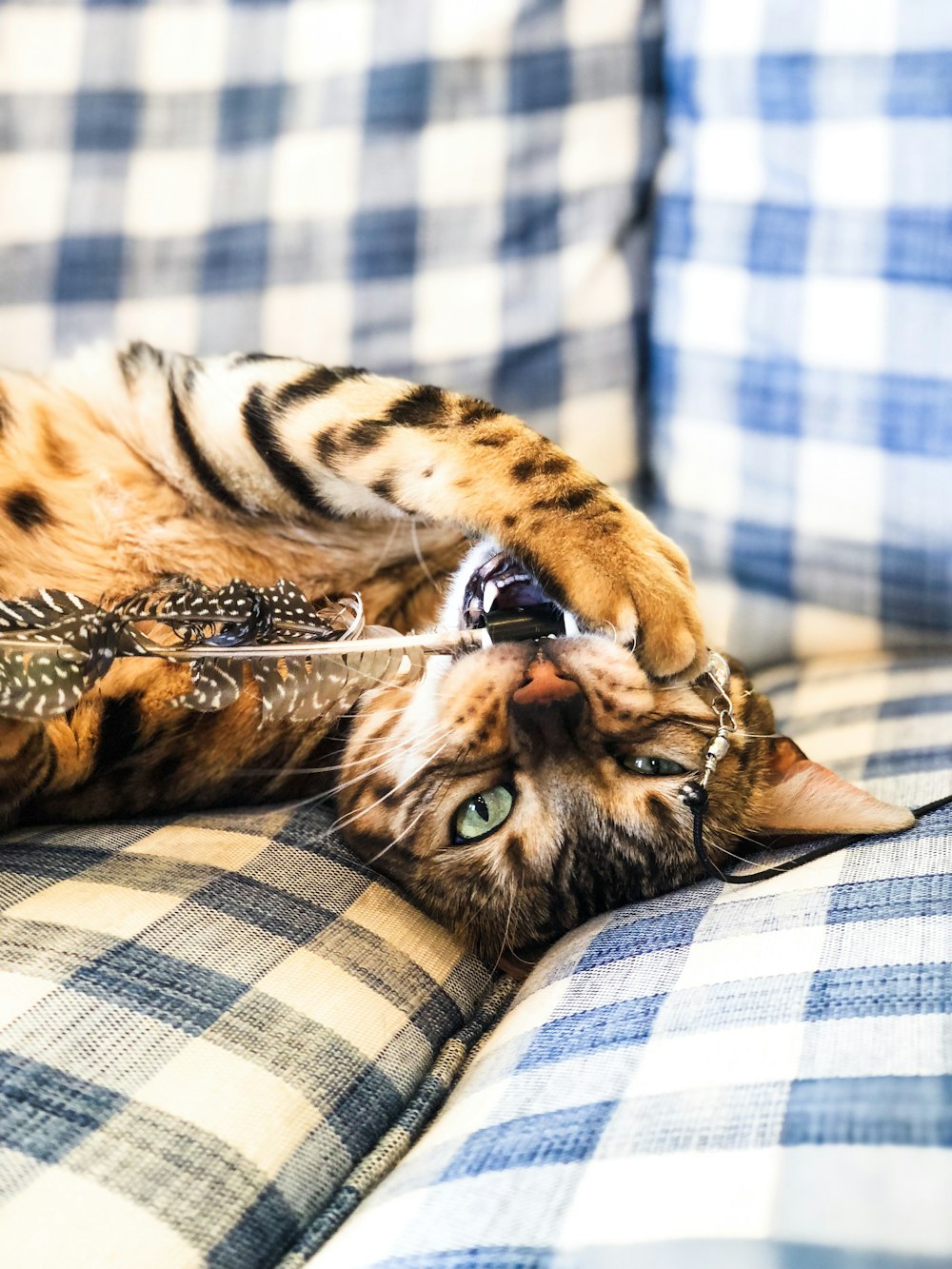 bengal cat playing