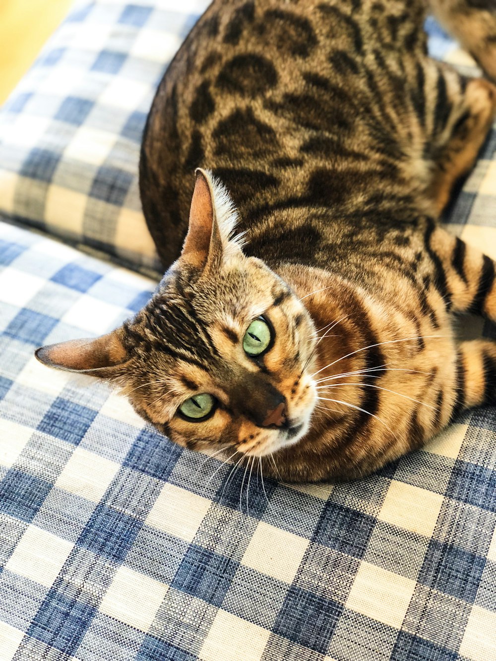 cat lies in sofa