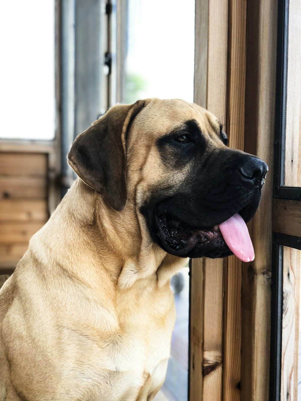 short coat brown dog near window