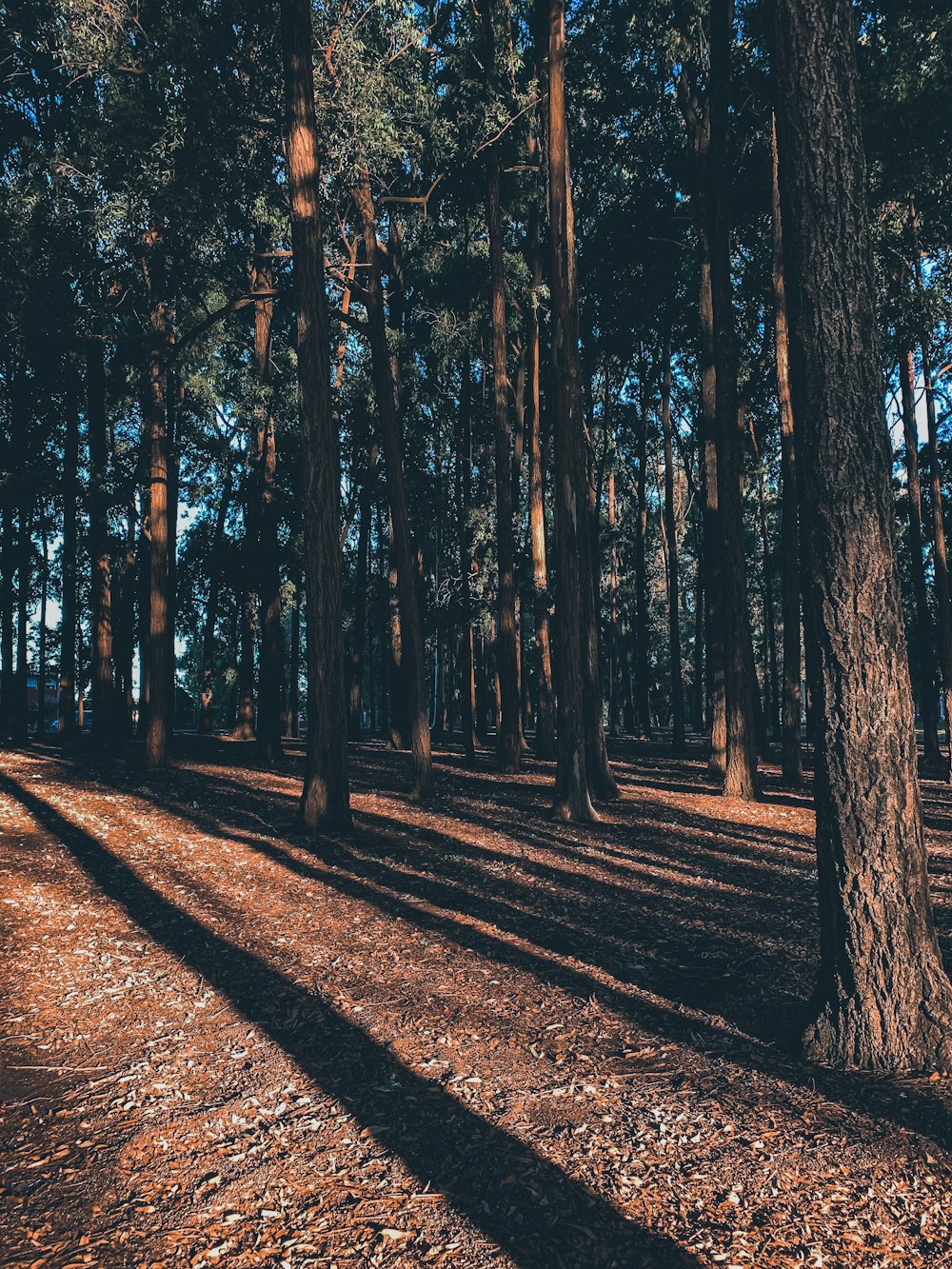 landscape photography of forest