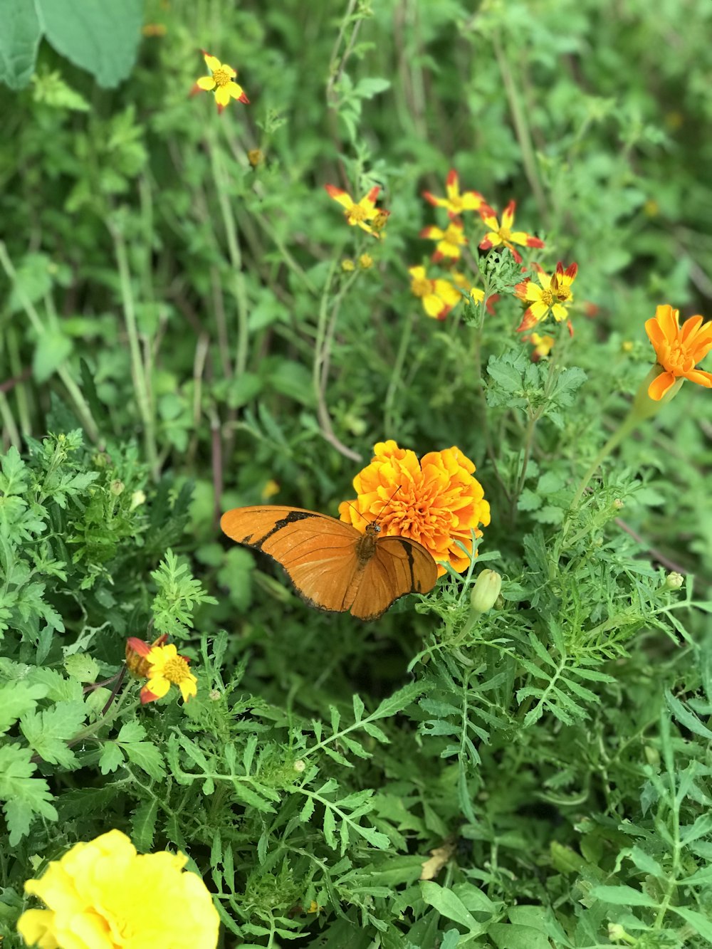 selective focus photography of orange flowers