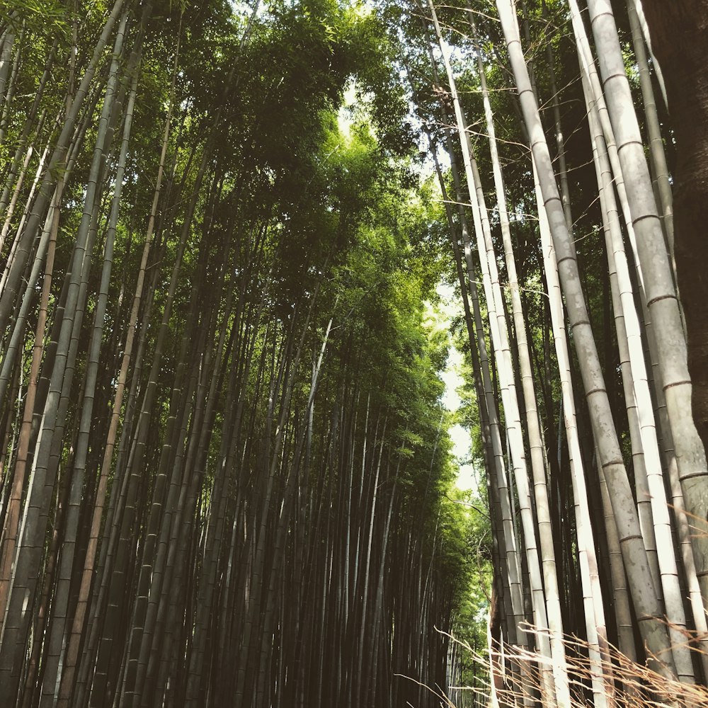 bamboo grasses lining trail