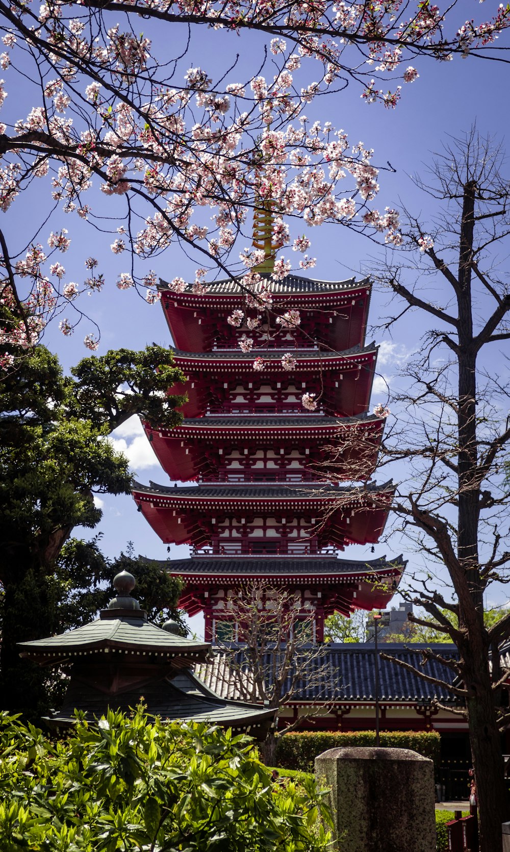 brown pagoda near pink and white flowered sakura trees