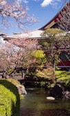A picturesque Japanese tea garden in full bloom.