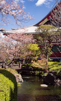 Elegant traditional Japanese garden with cherry blossoms in full bloom.