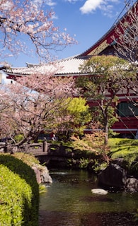 A peaceful Japanese garden with blooming cherry blossoms and a traditional wooden bridge.