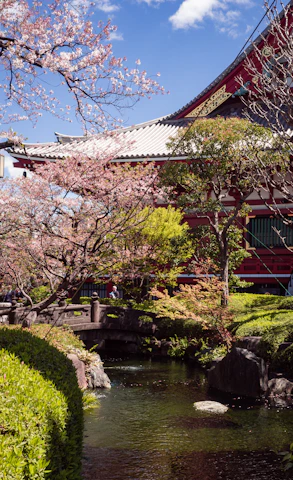 Elegant traditional Japanese garden with cherry blossoms in full bloom.