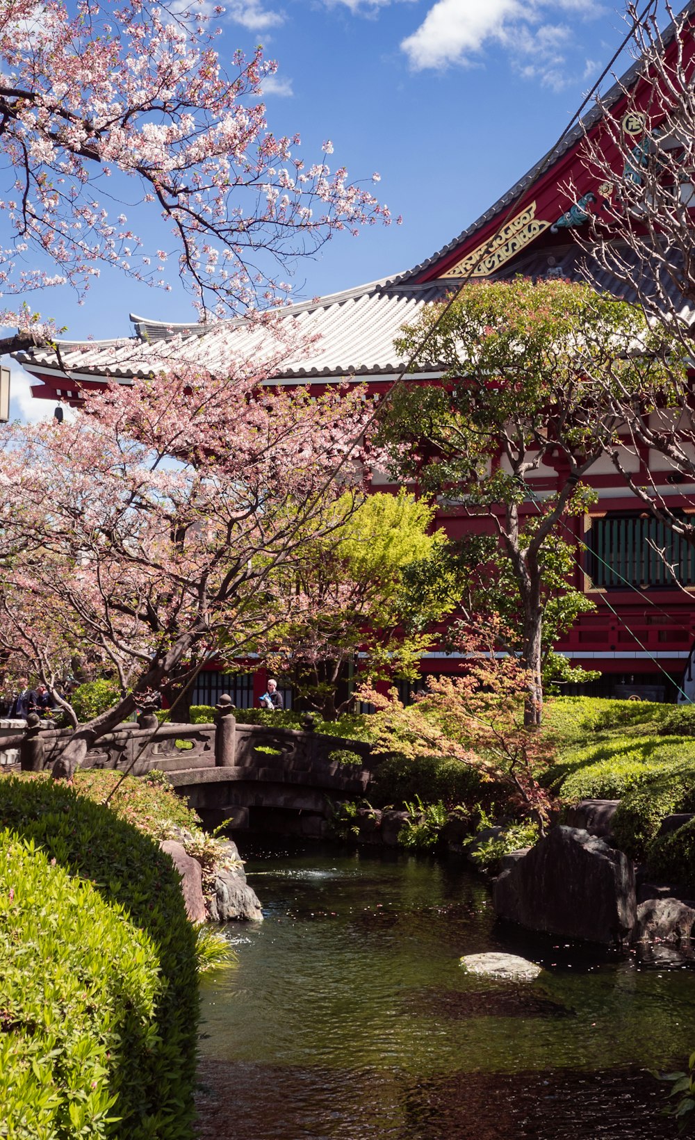 white and red wooden house near cherry blossoms