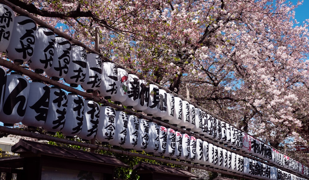 white and black lanterns near pink flowered sakura trees