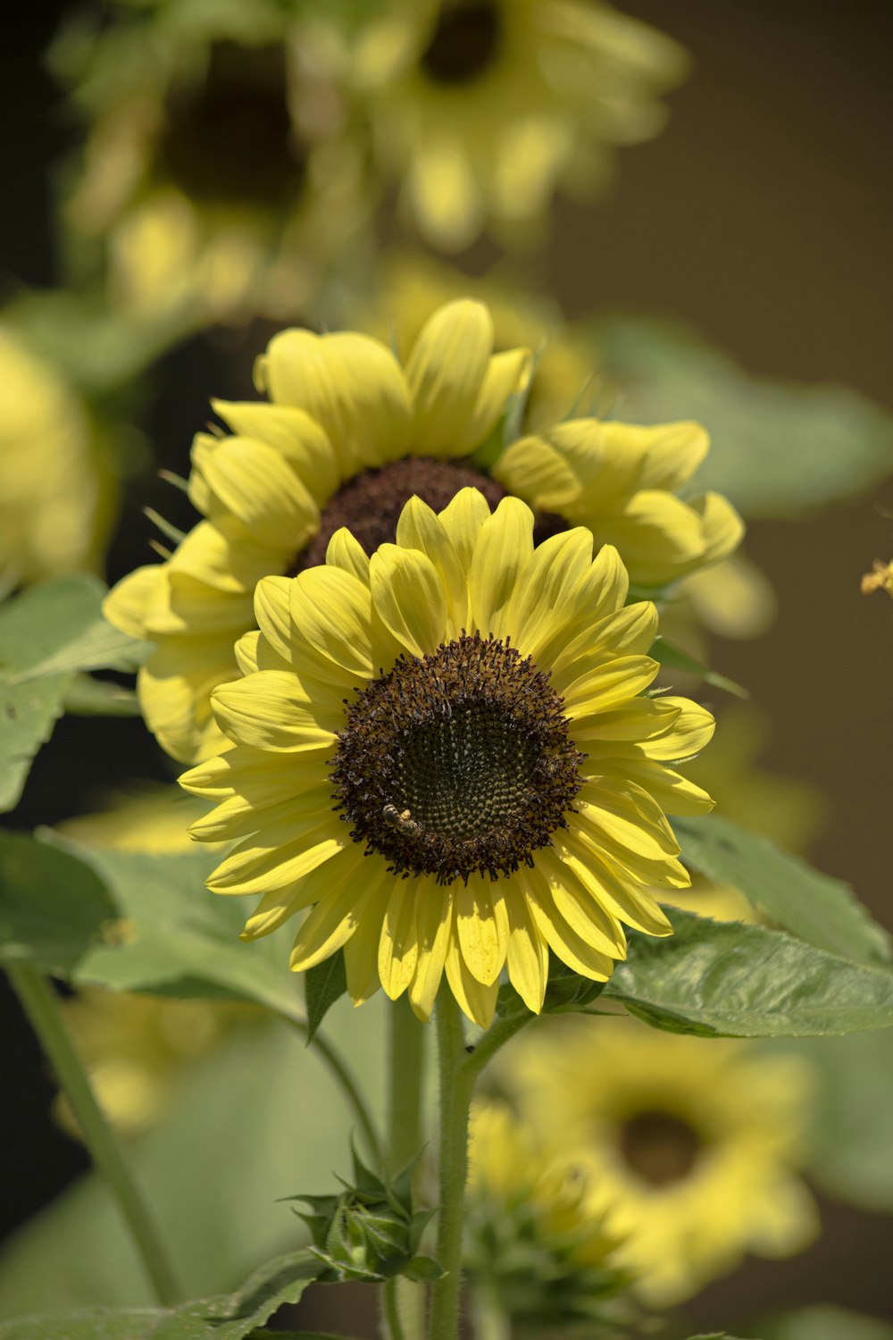 yellow sunflowers in bloom