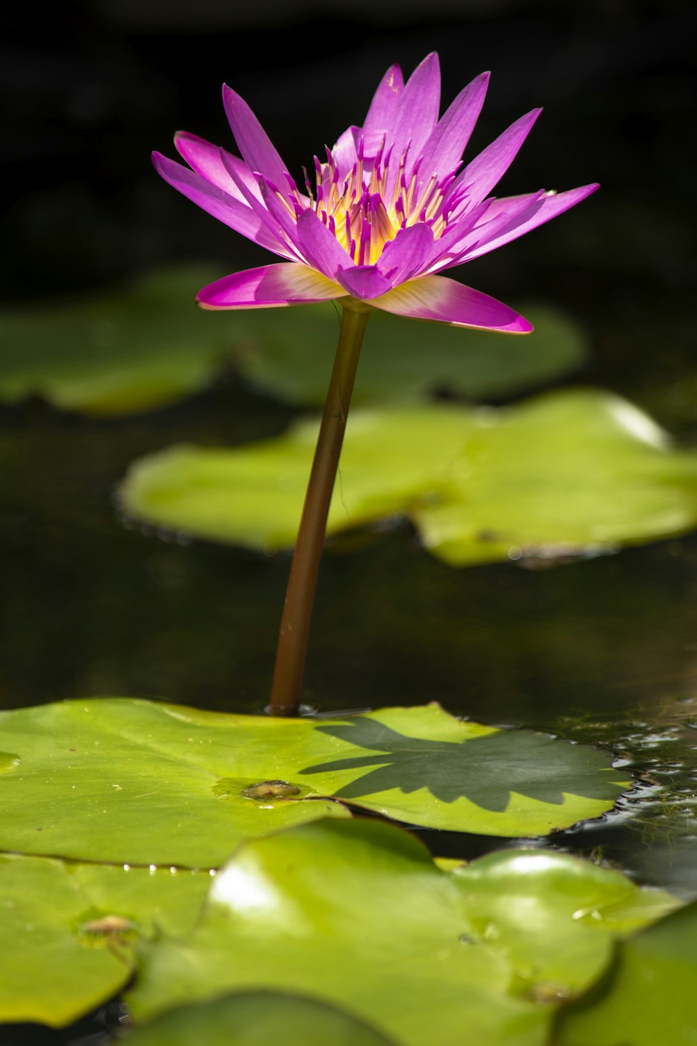 pink water lily flower