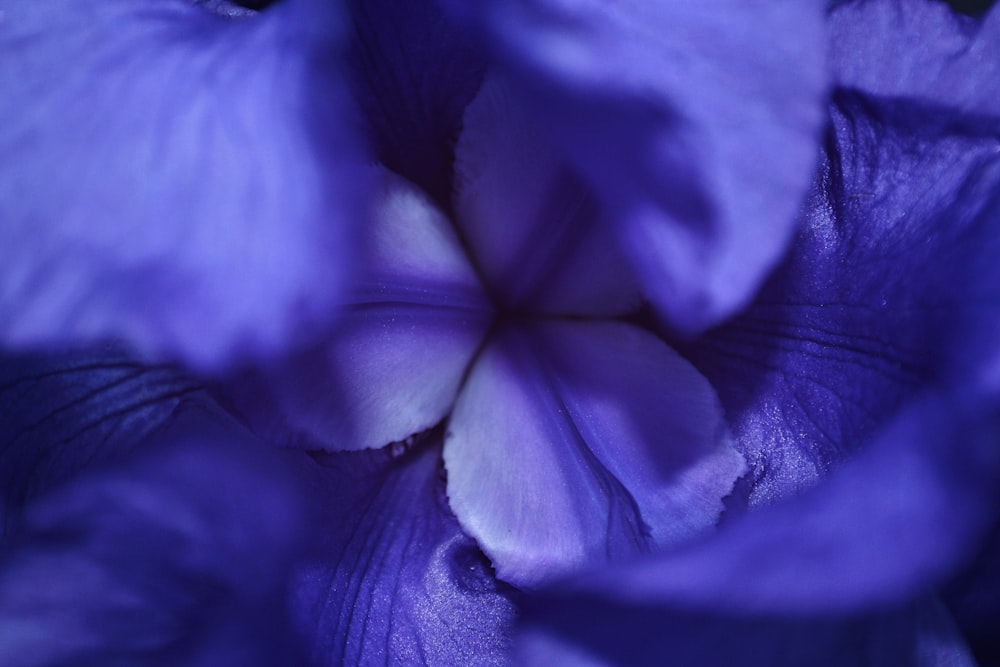 fleur à pétales violets
