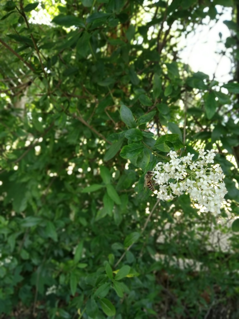 green leaf tree