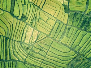 aerial view of green field