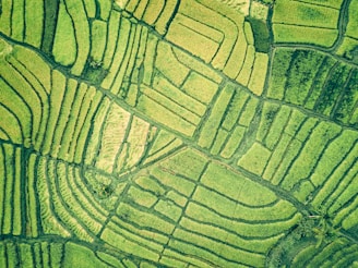 aerial view of green field