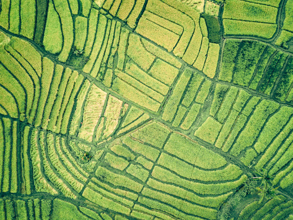 Aerial view of green farm paddocks