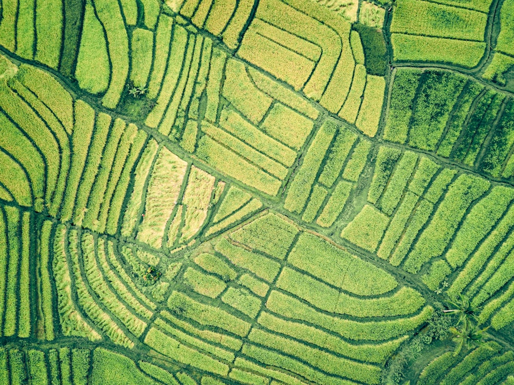 aerial view of green field