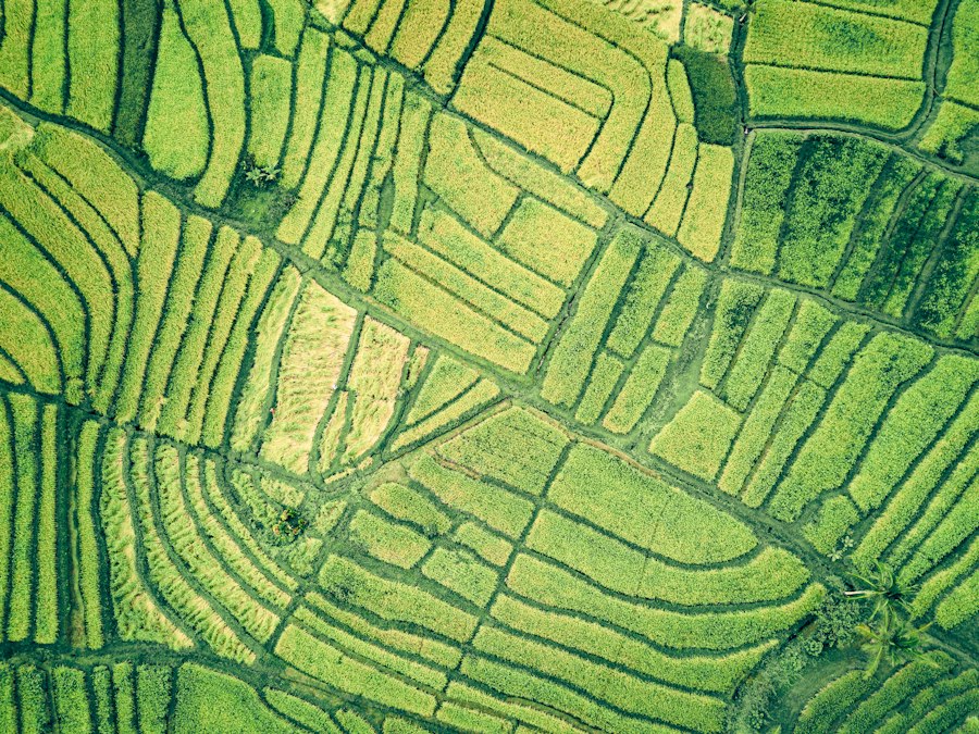 Aerial view of green farmland