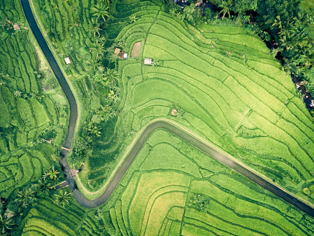 Vista aérea de poucas casas perto do campo de arroz