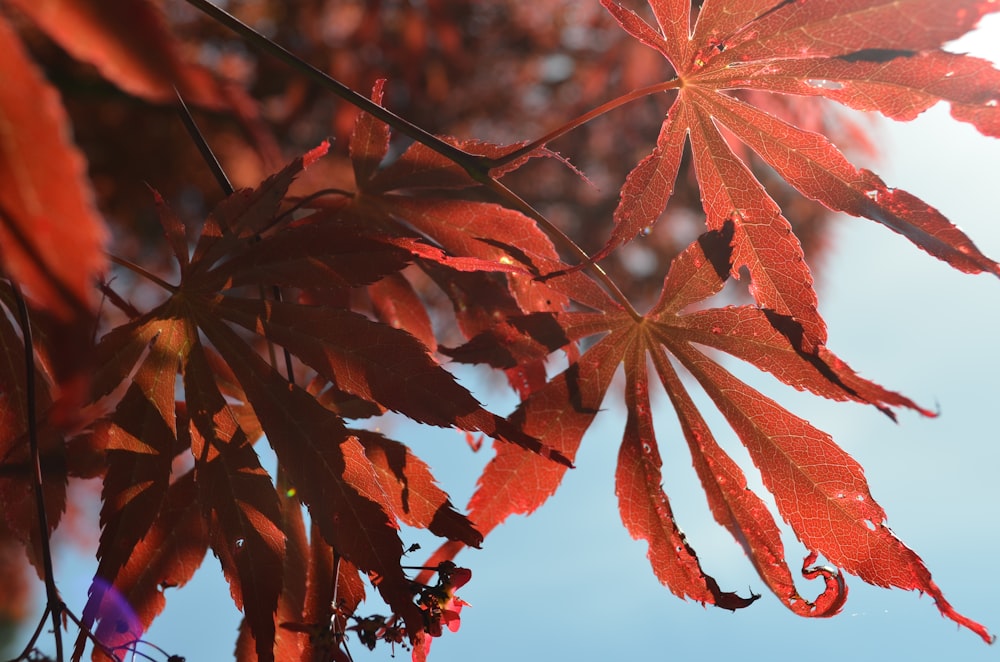 brown leafed plant