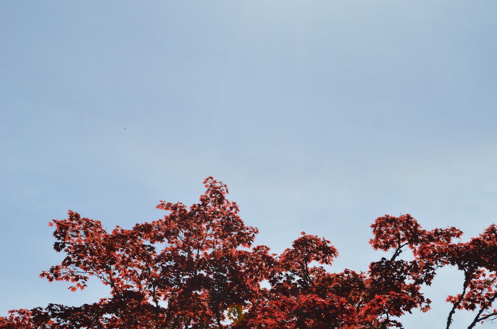 red flowering trees