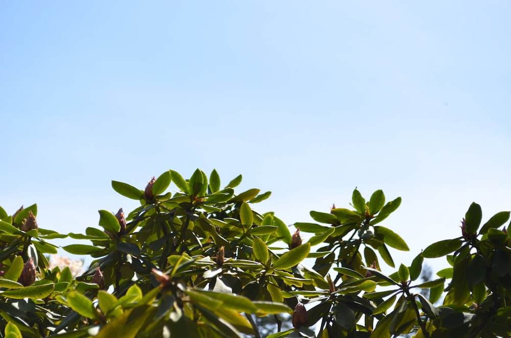 green leafed plant