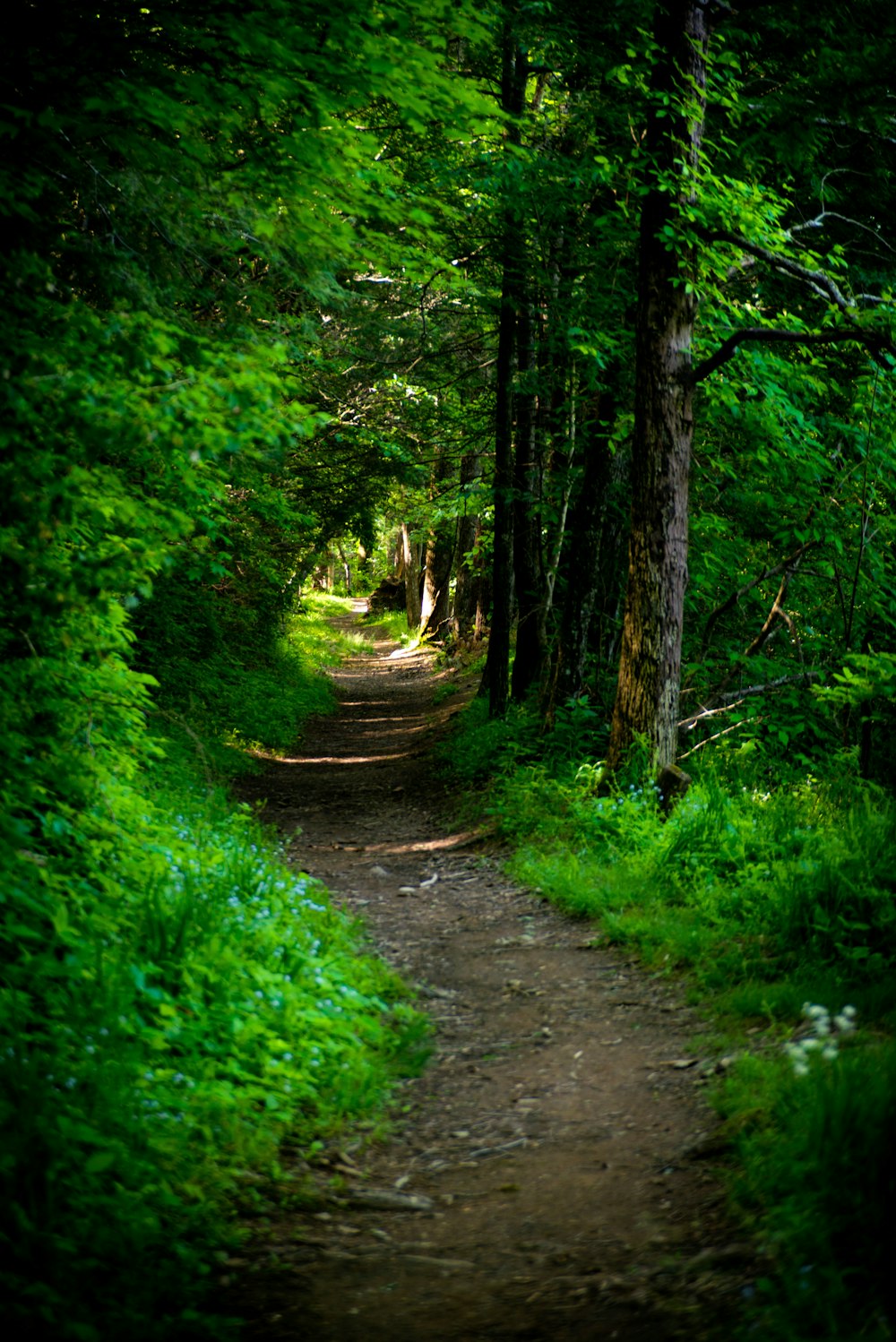 Forêt avec sentier