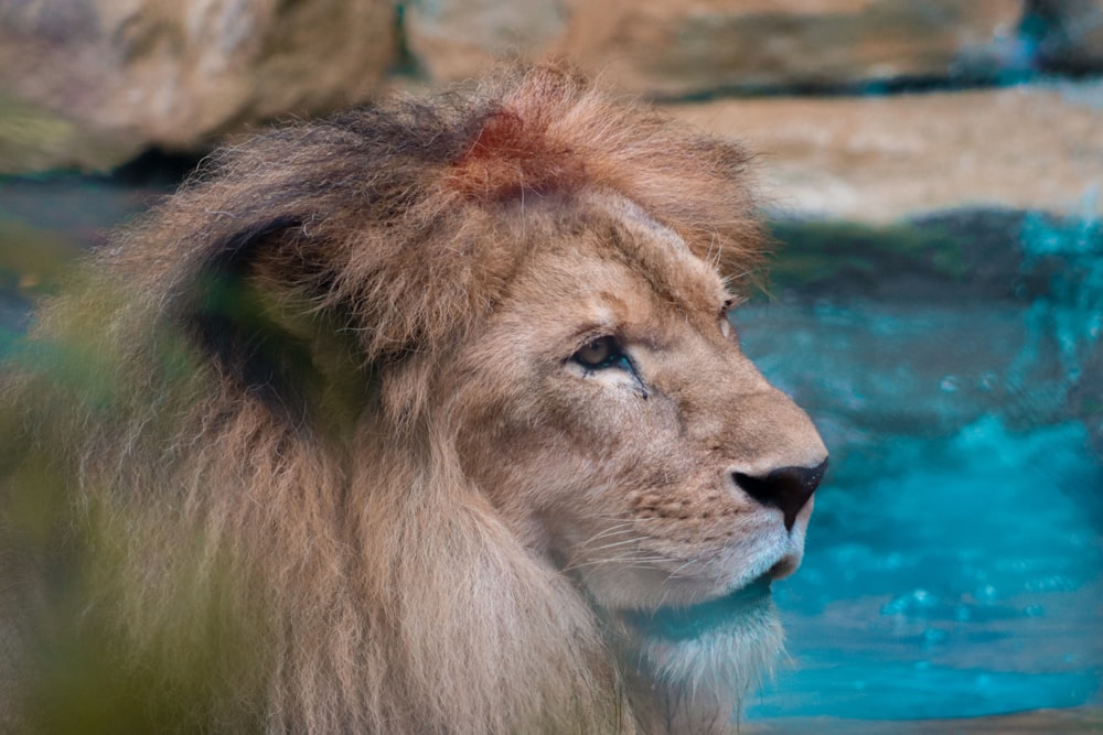brown lion on focus photography
